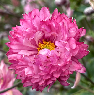 PUFF® Pink Anemone, Windflower, Anemone 'Puff Pink'